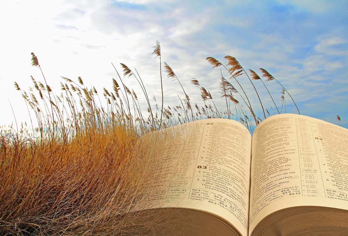 Harvesting the Lord's word